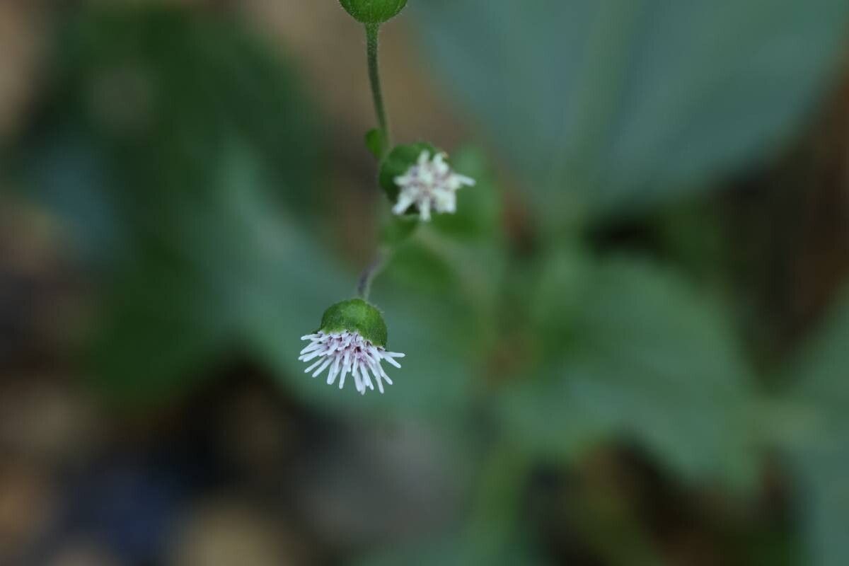 Adenostemma madurense — related species from the same genus