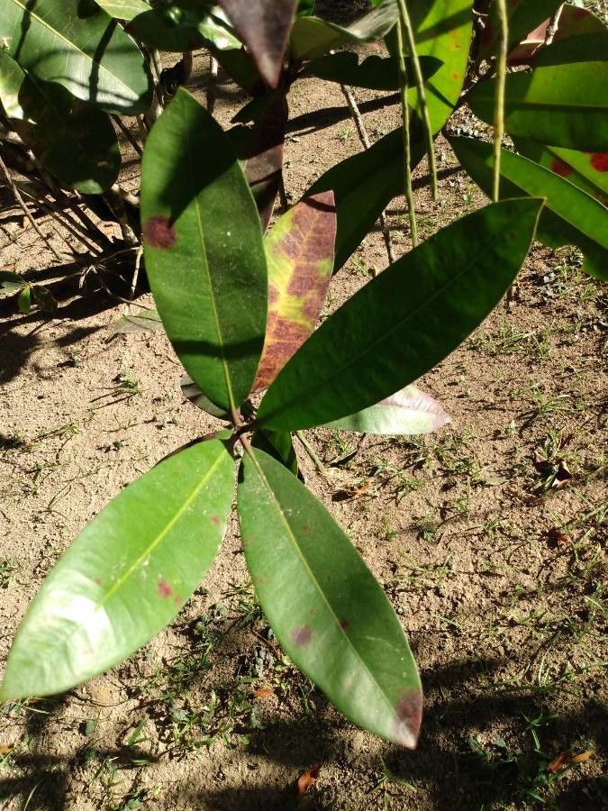 Ixora hookeri — search result for 'Ixora'