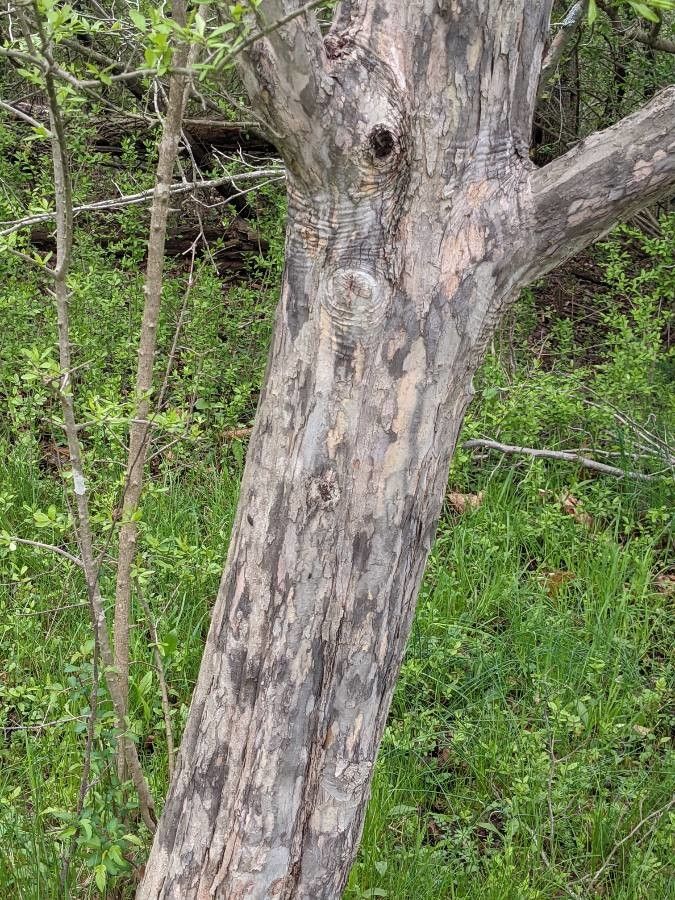 Crataegus viridis bark
