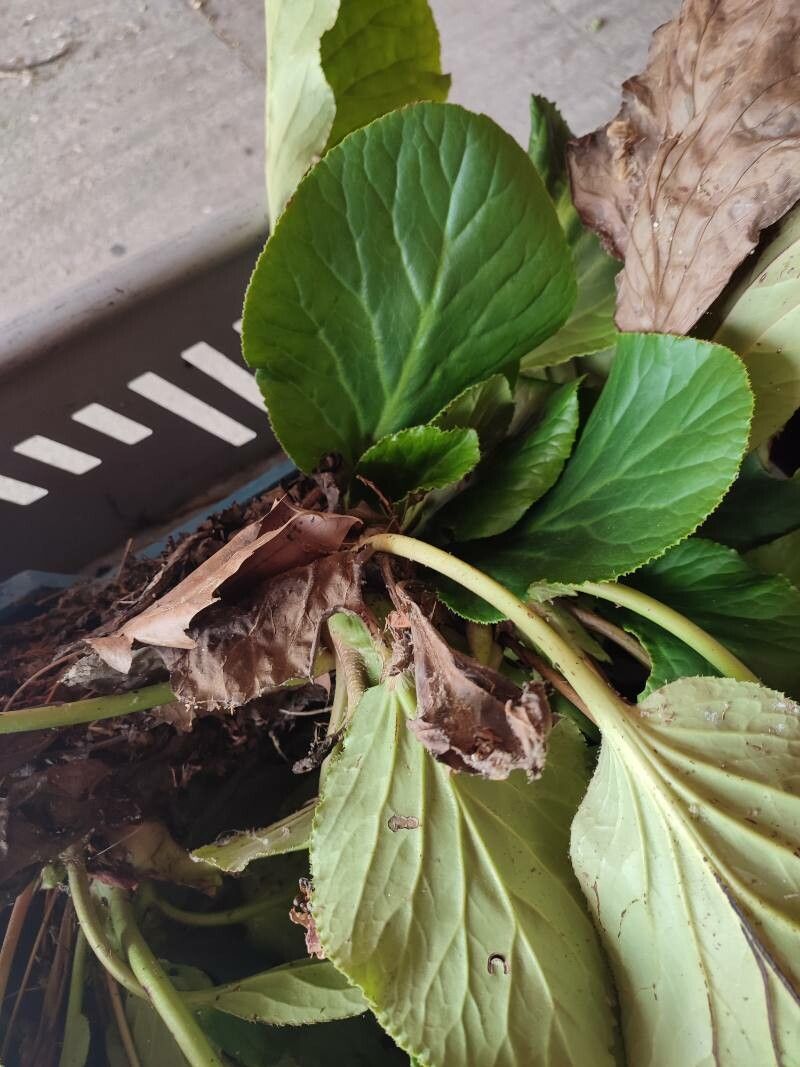 Bergenia ciliata leaf