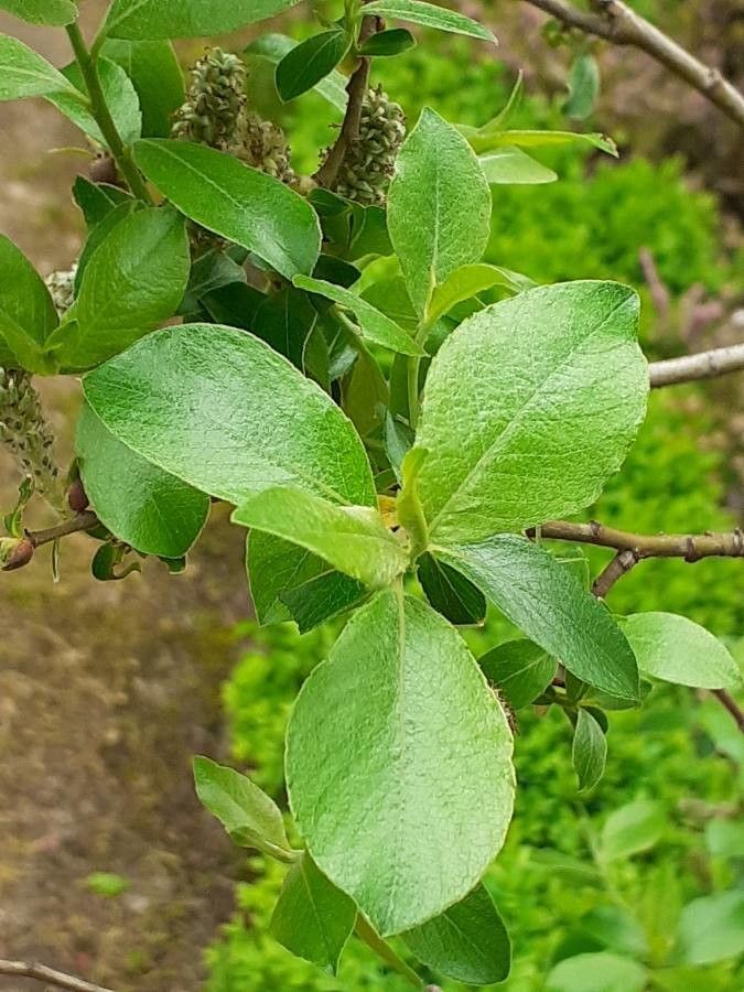 Salix cantabrica leaf