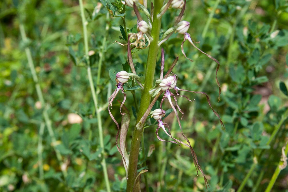 Himantoglossum adriaticum flower