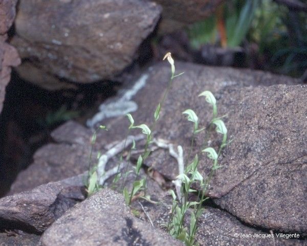 Pterostylis bureaviana habit