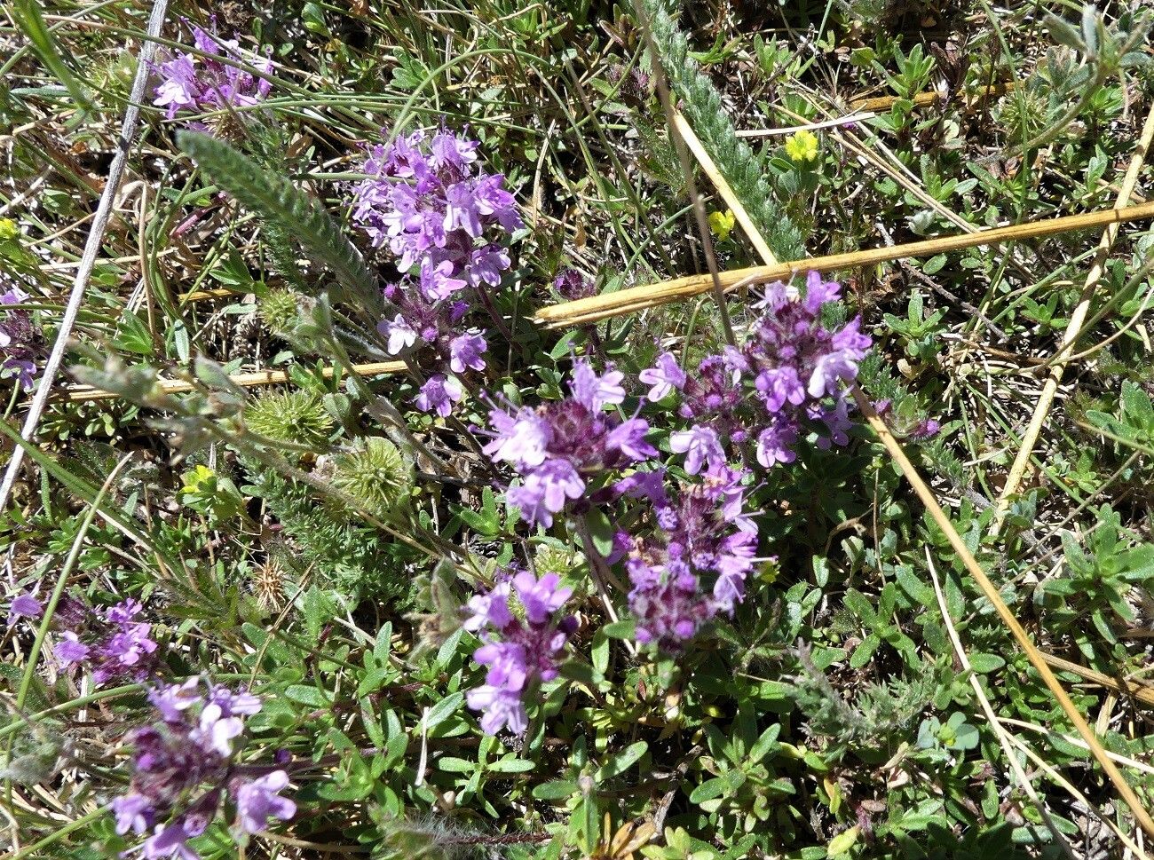 Thymus embergeri flower