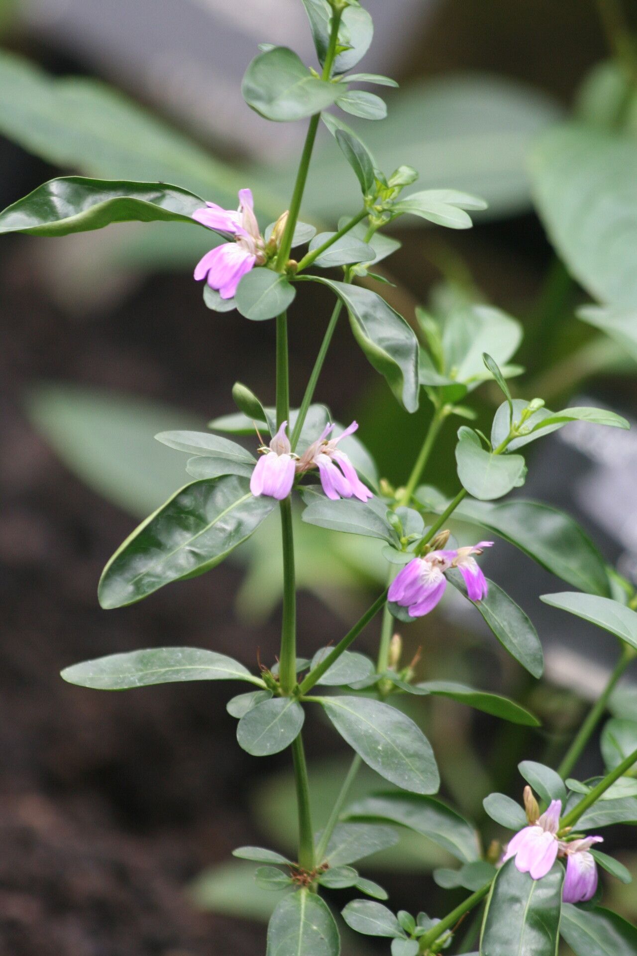 Justicia capensis — search result for 'Justicia'