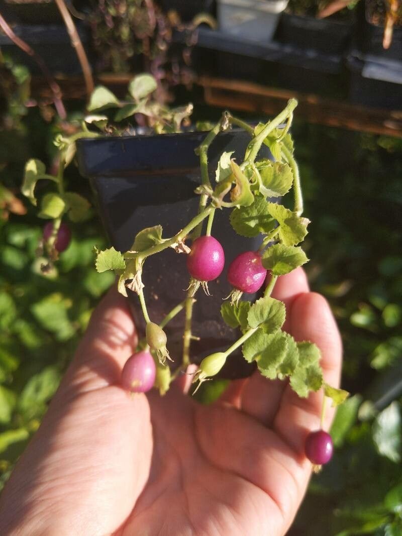 Lobelia nummularia fruit