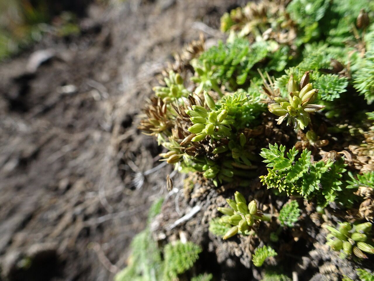 Chaerophyllum orizabae fruit