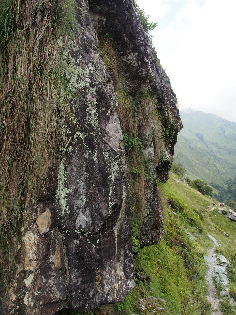 Carex setigera — houseplant care guide