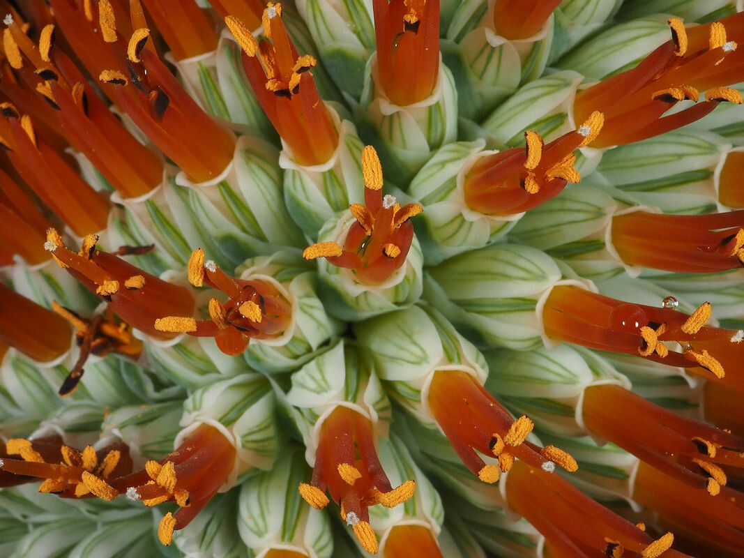 Aloe thraskii flower