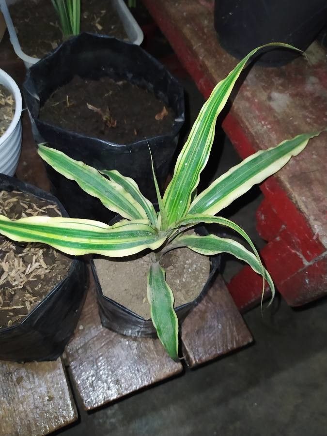 Cryptanthus bromelioides