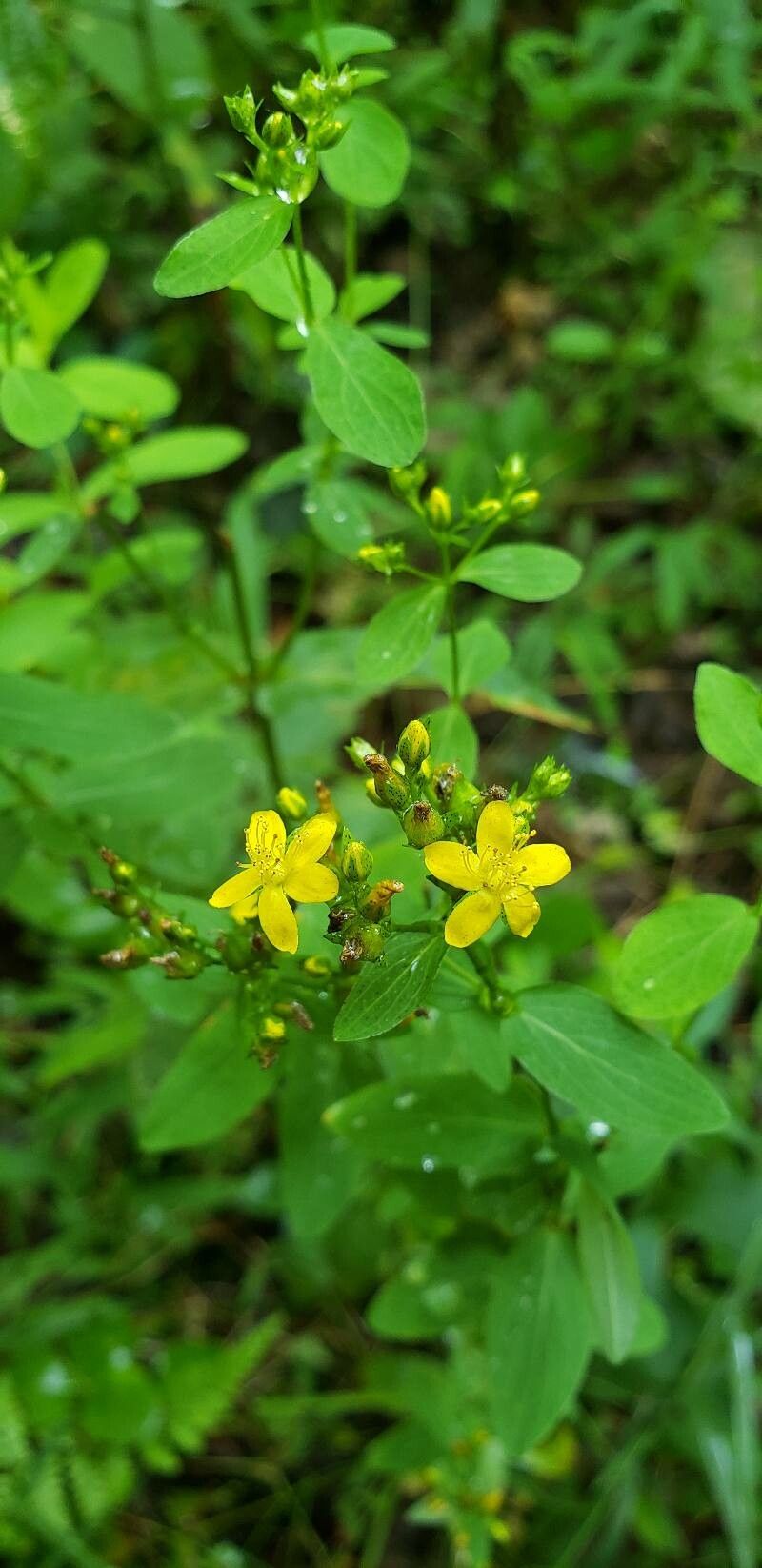 Hypericum punctatum flower