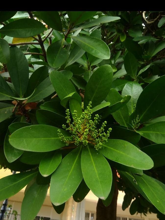 Corynocarpus laevigatus flower
