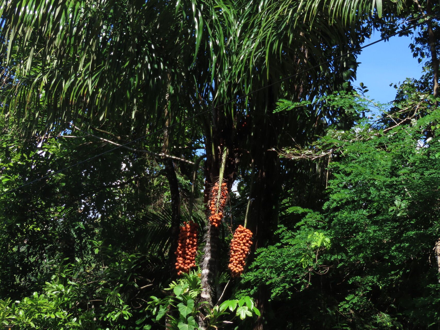 Astrocaryum standleyanum fruit