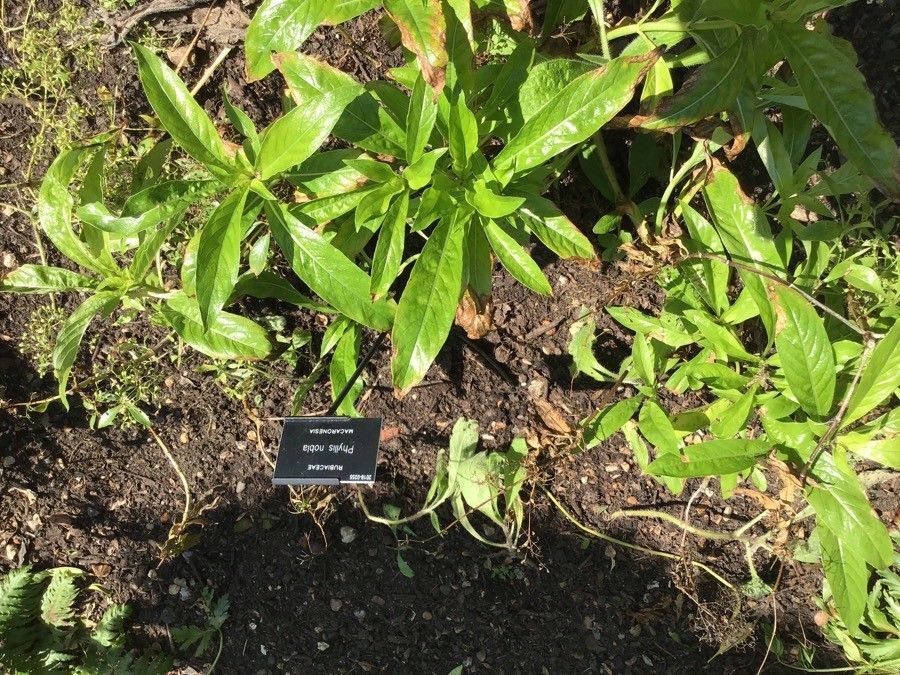 Phyllis nobla — search result for 'Rubiaceae'