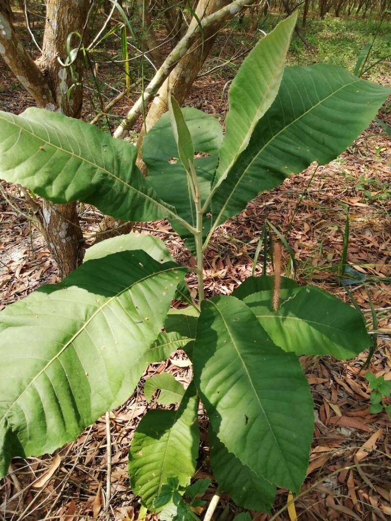 Vernonia brazzavillensis leaf