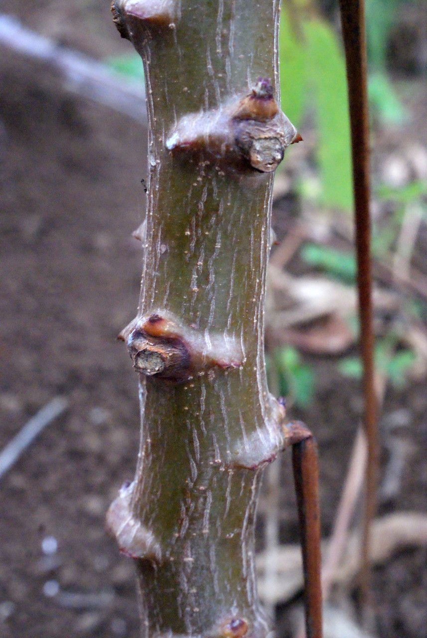 Zanthoxylum punctatum bark