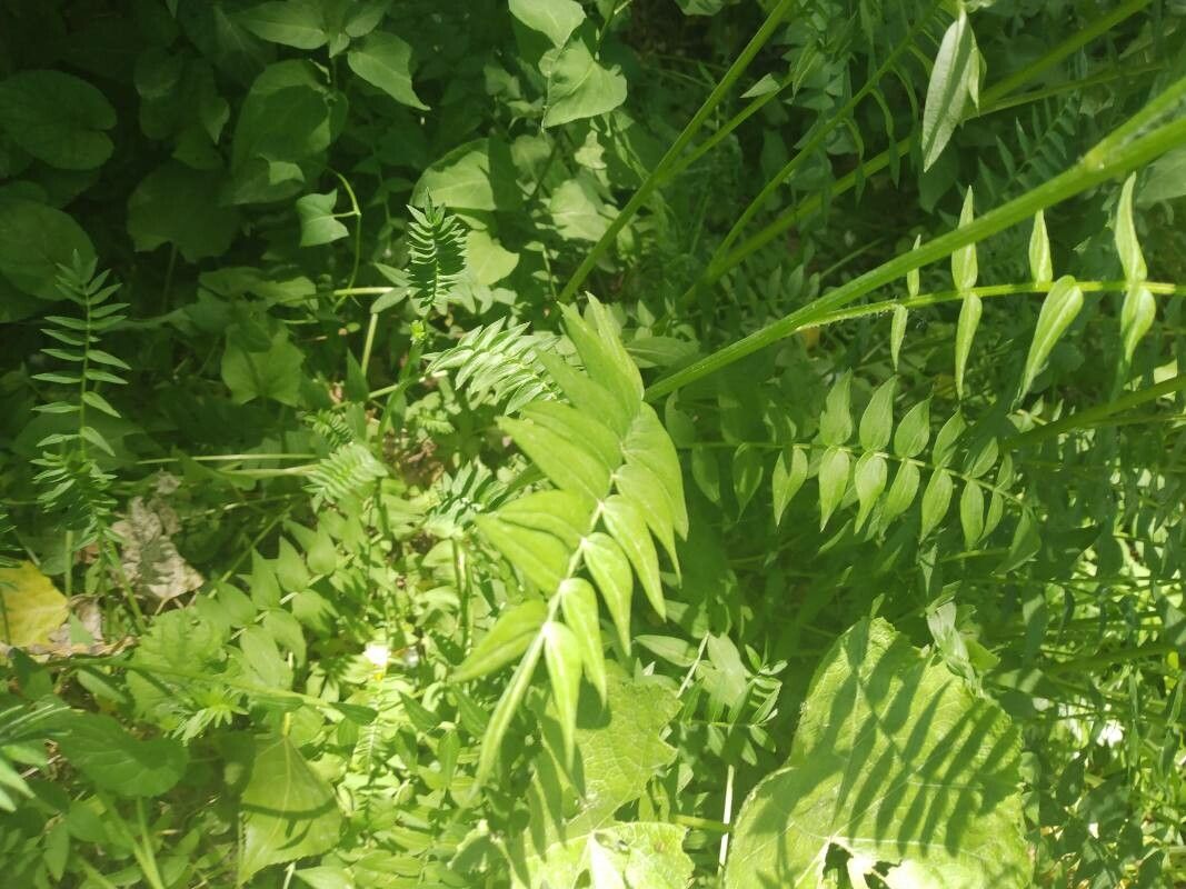 Polemonium occidentale leaf