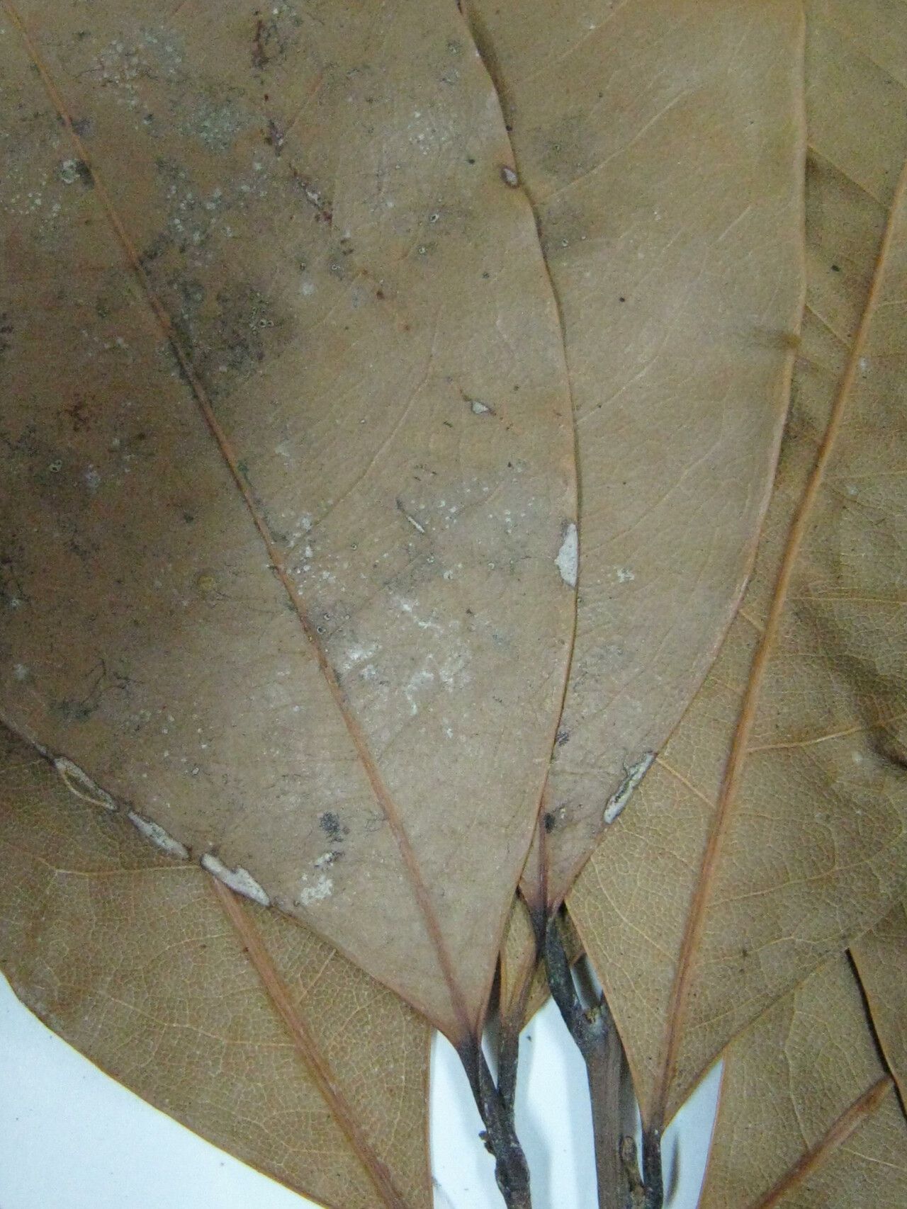 Cryptocarya guianensis — houseplant care guide