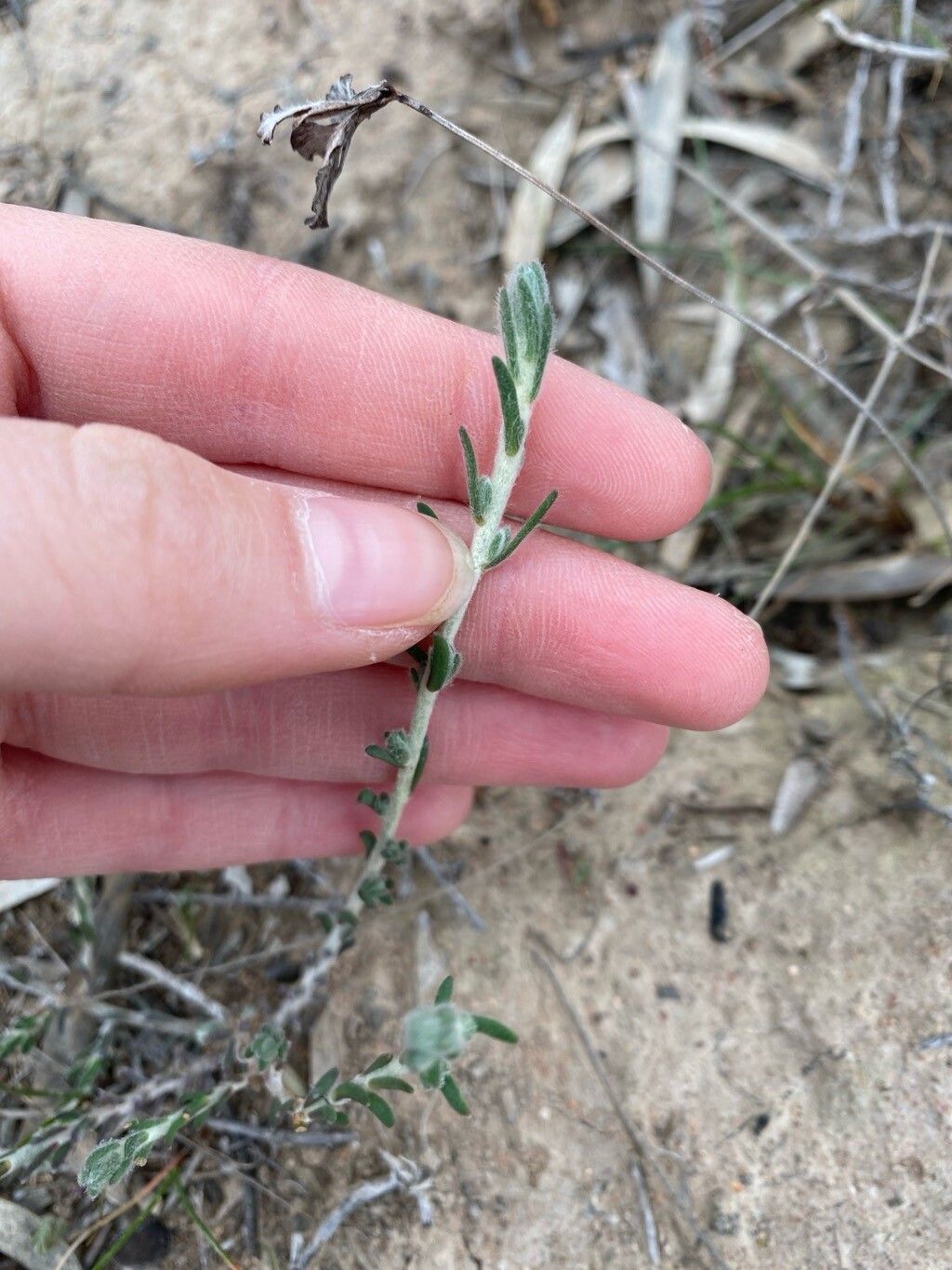 Maireana ciliata leaf