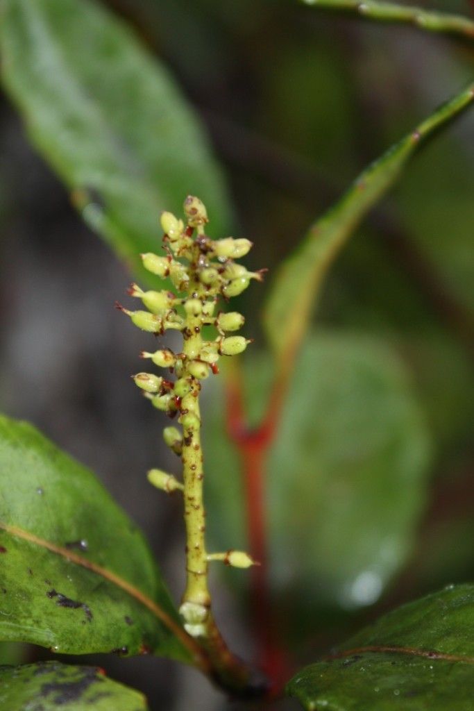 Pterophylla paitensis — houseplant care guide