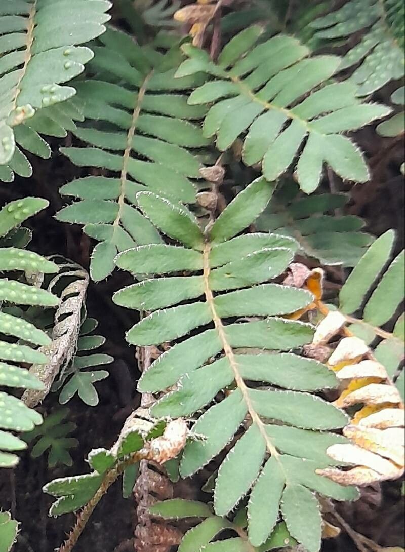Pleopeltis polypodioides — search result for 'Polypodiaceae'