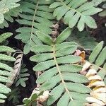 Pleopeltis polypodioides