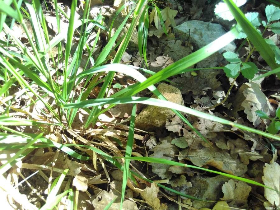 Piptatherum paradoxum leaf