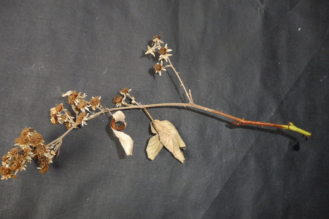Rubus pedatifolius flower