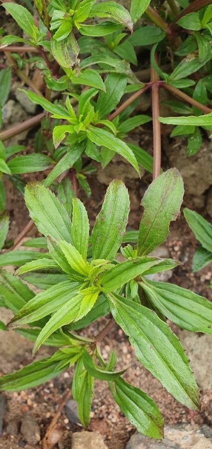 Flaveria trinervia leaf