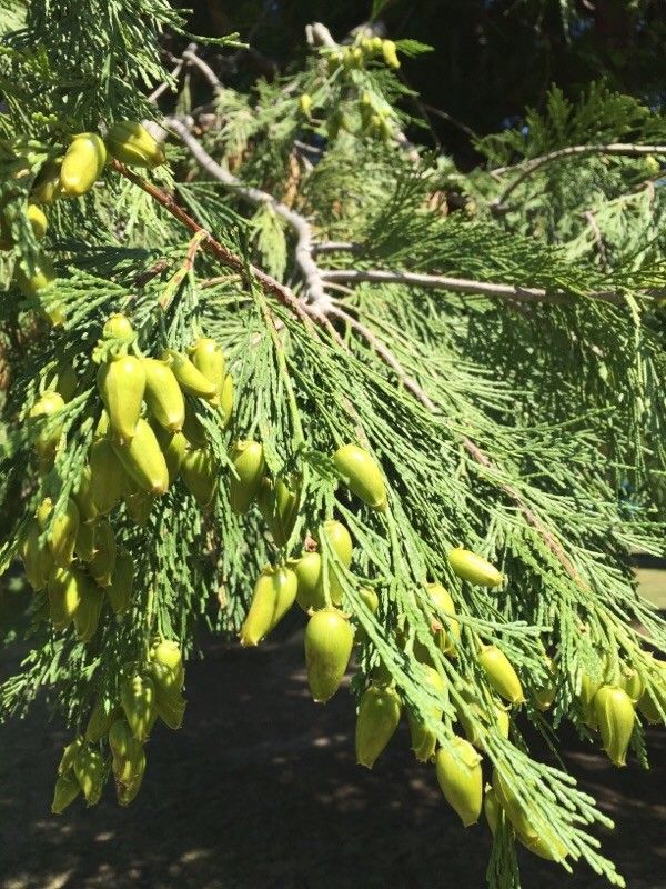 Thuja koraiensis fruit