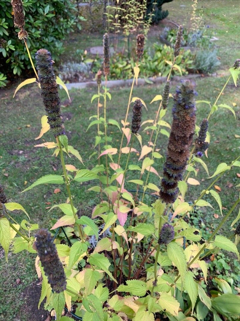 Agastache rugosa fruit