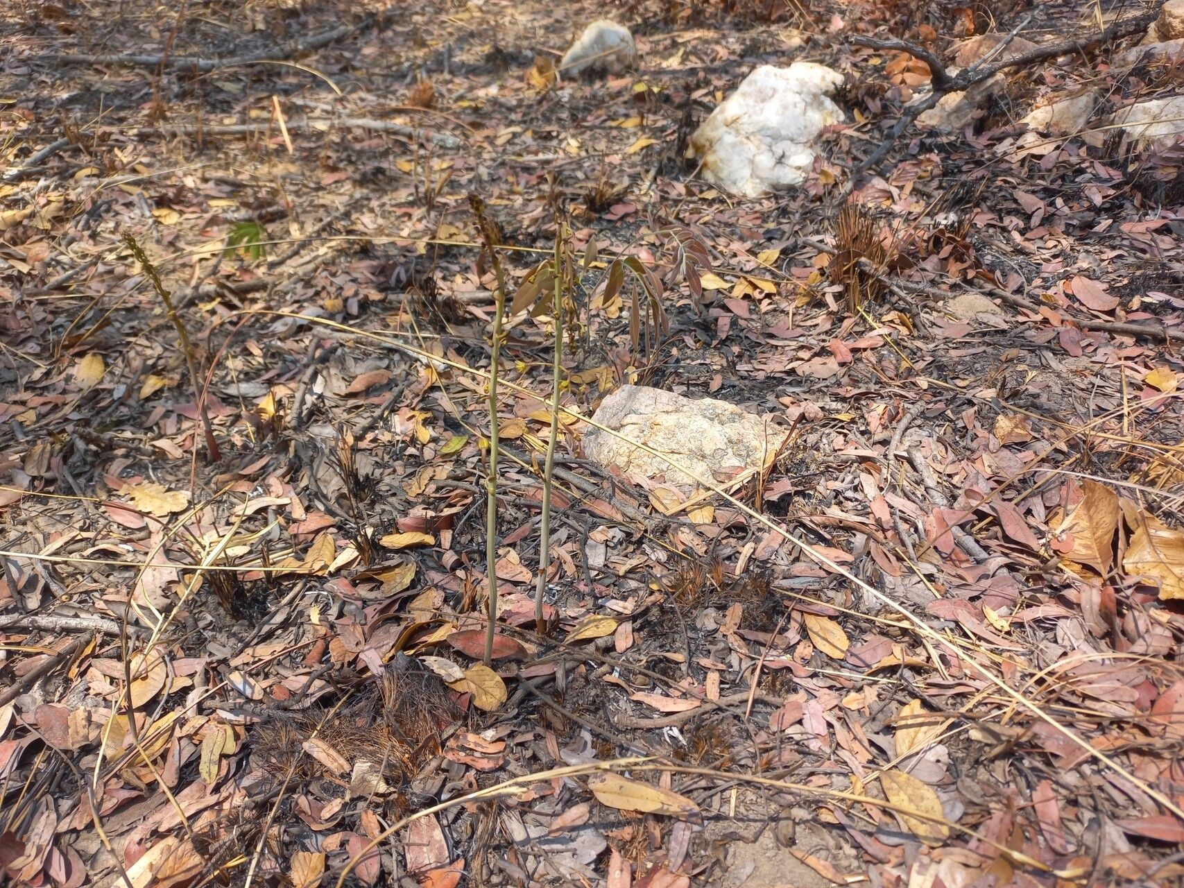 Eulophia parvula habit
