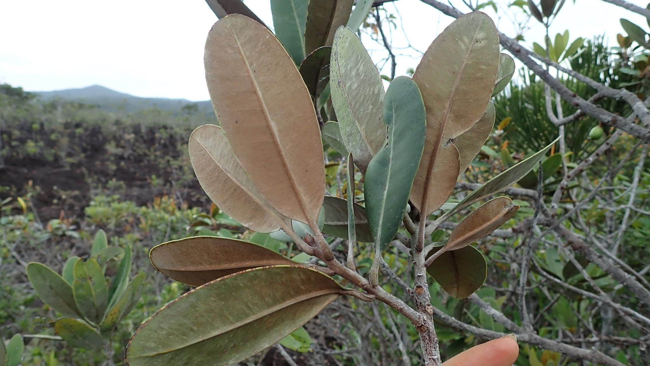 Pycnandra decandra leaf