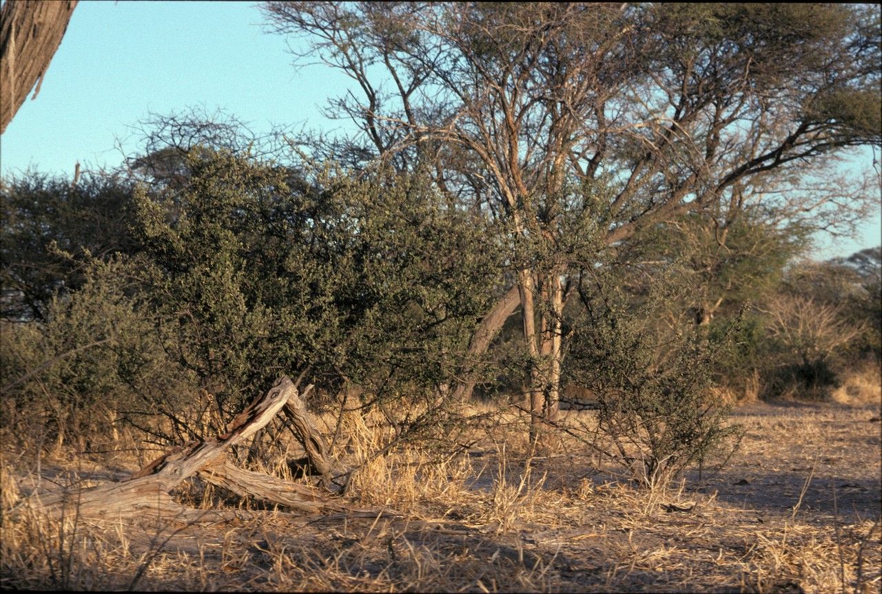 Cadaba termitaria habit
