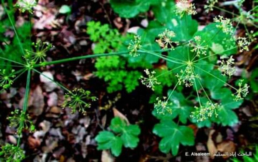 Laser trilobum flower