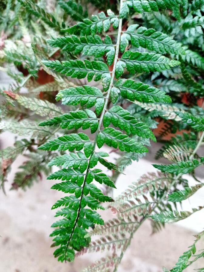 Arachniodes aristata — search result for 'Polypodium'