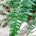 Arachniodes aristata