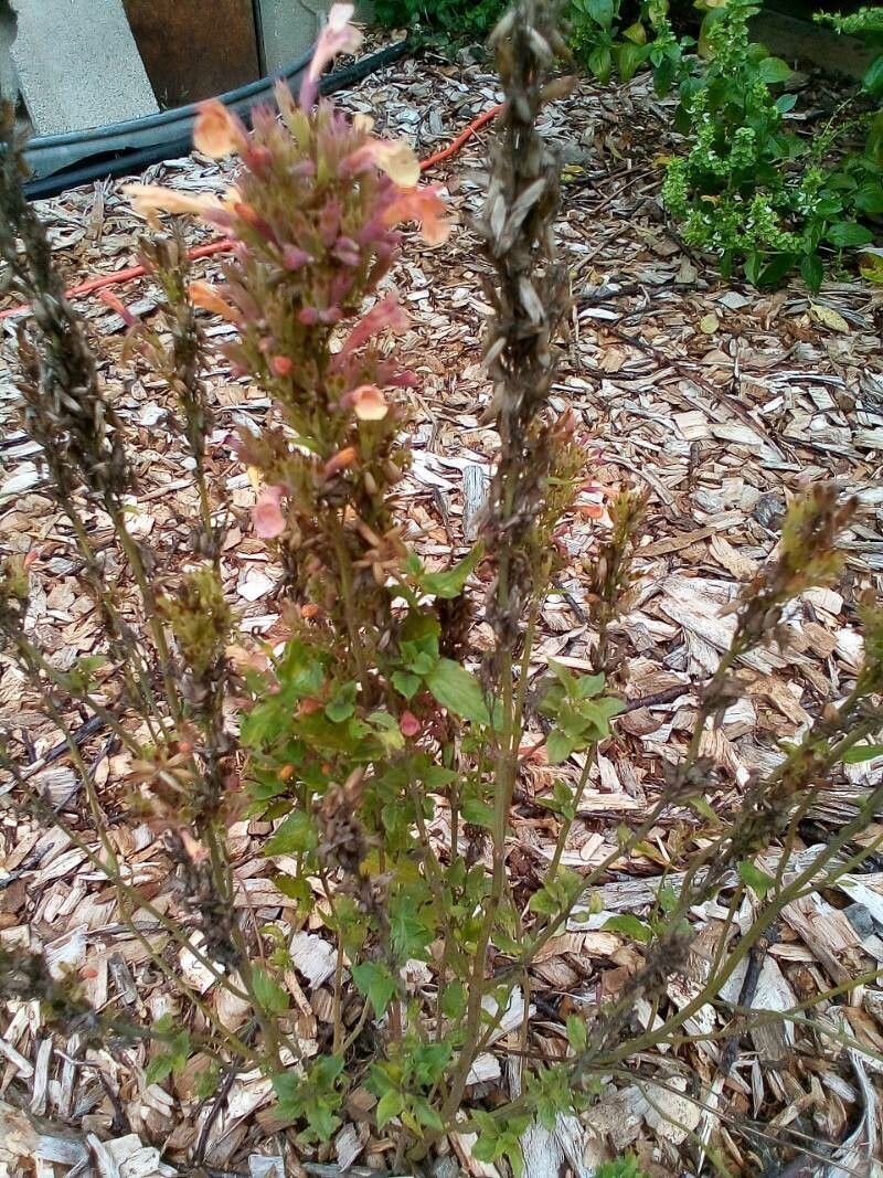 Castilleja affinis — related species from the same genus