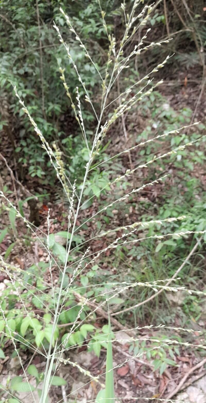 Panicum maximum fruit