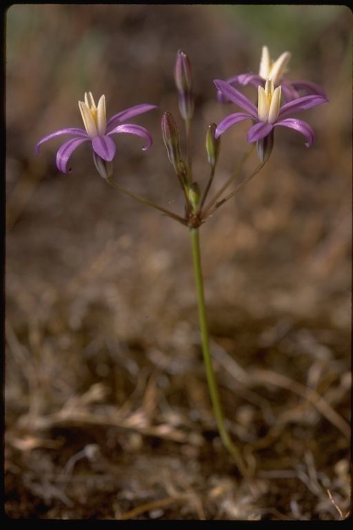 Brodiaea minor flower