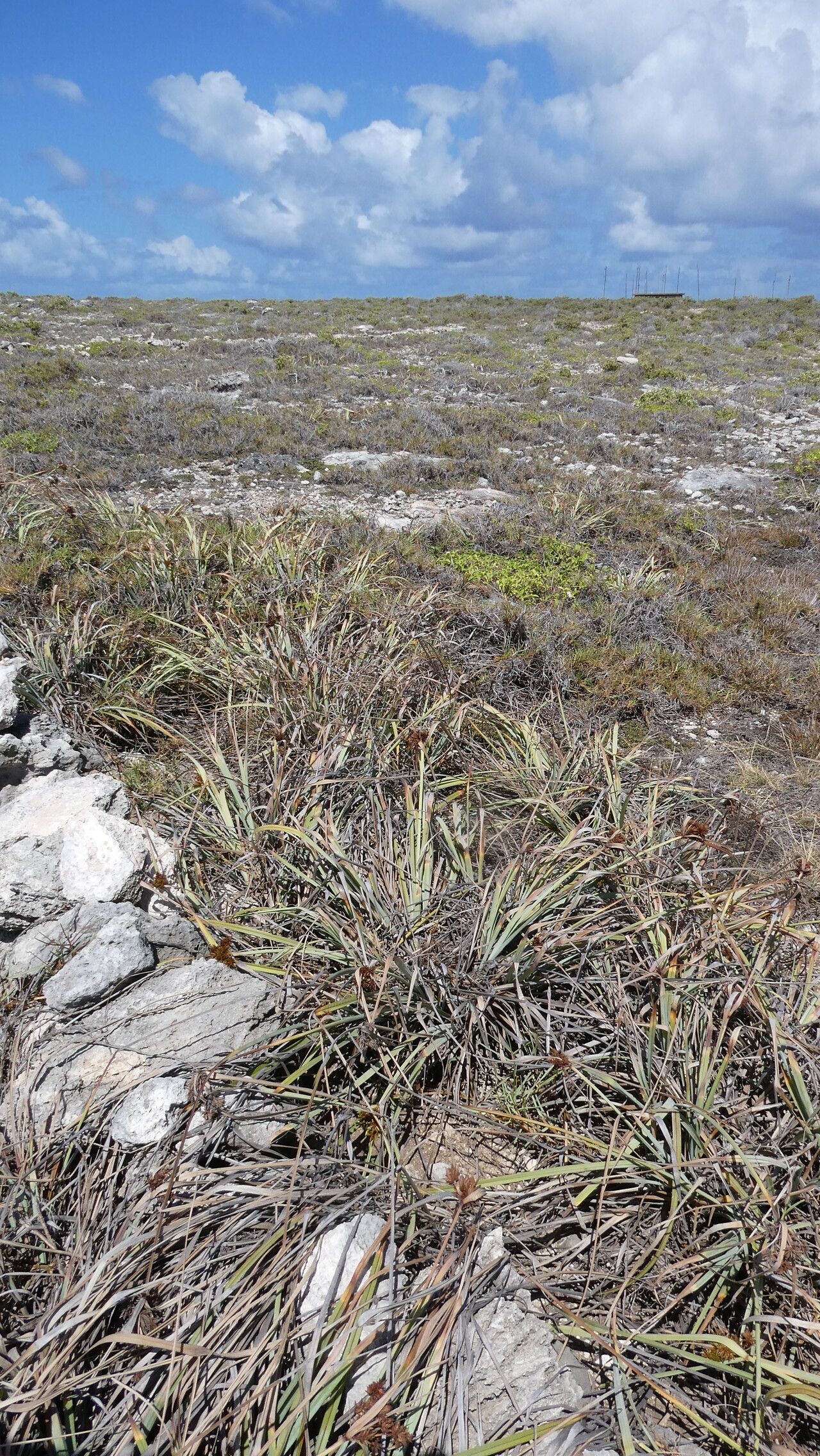 Cyperus planifolius habit