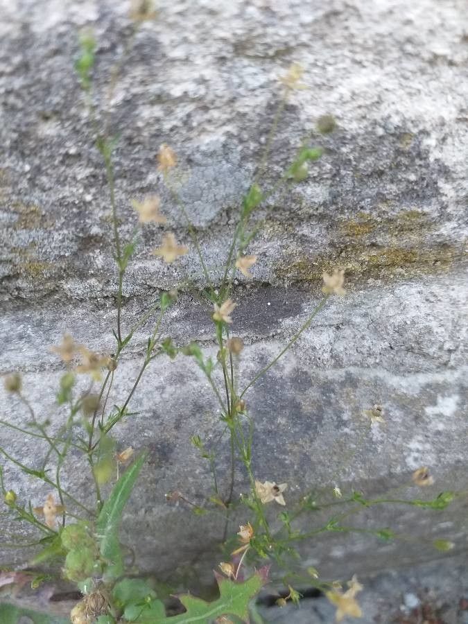 Sagina micropetala — search result for 'Sagina'