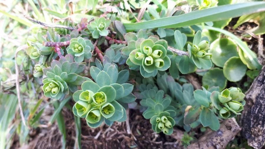 Euphorbia spinosa leaf