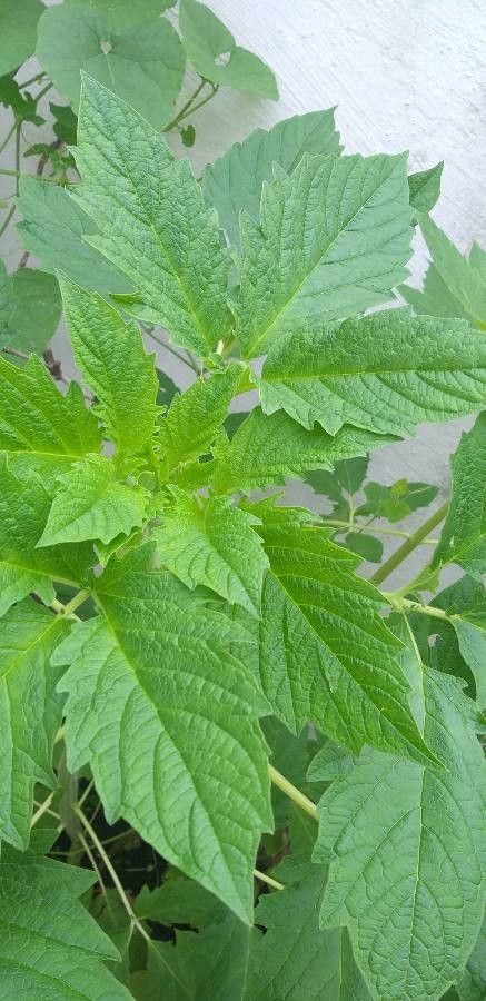 Sesamum indicum leaf