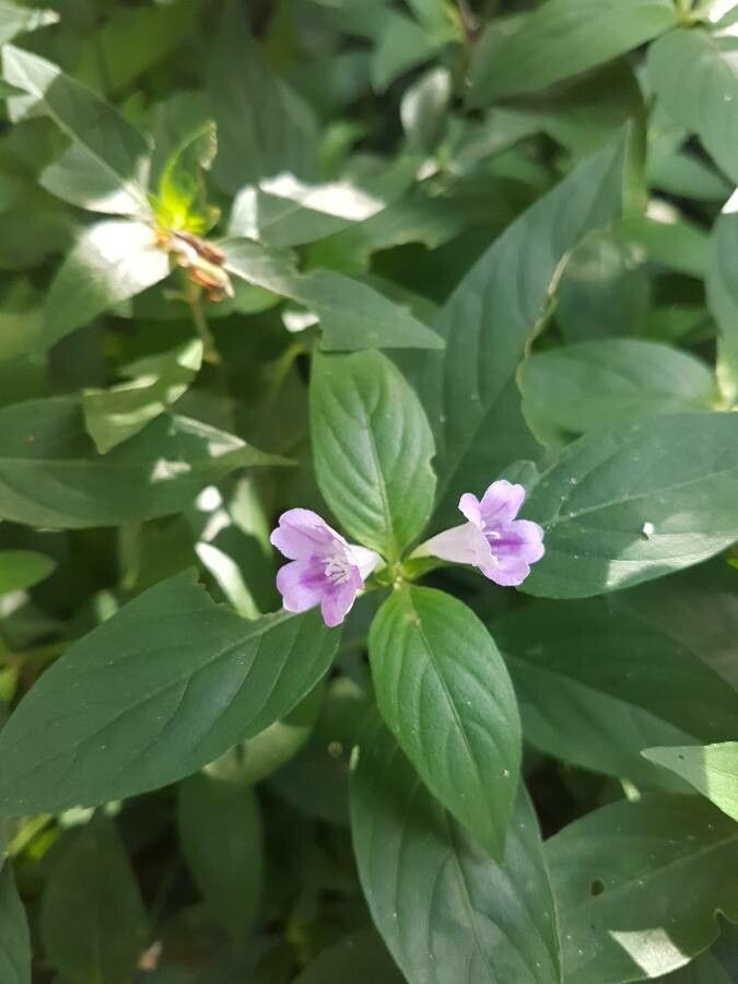 Ruellia bahiensis flower