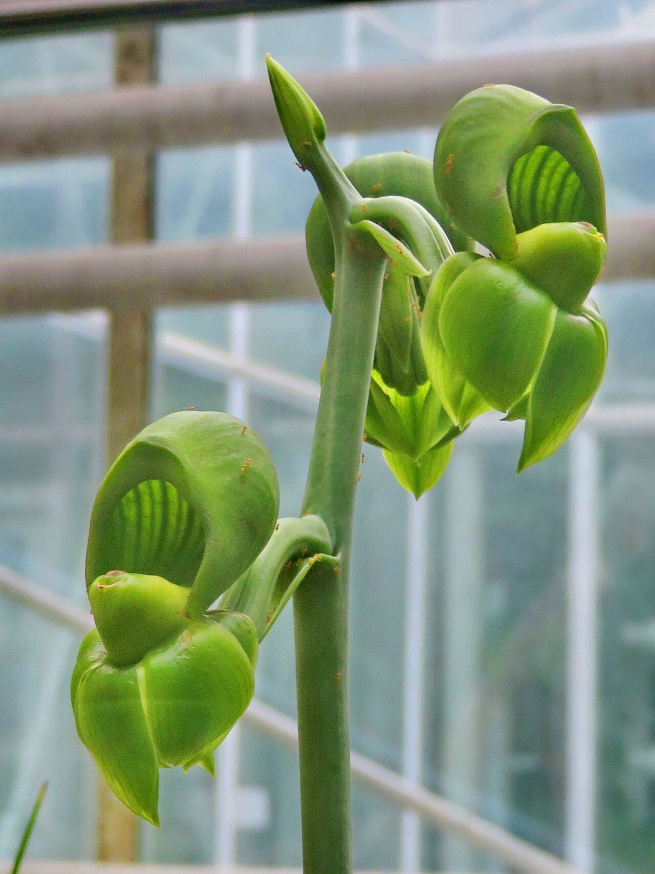 Catasetum sanguineum flower