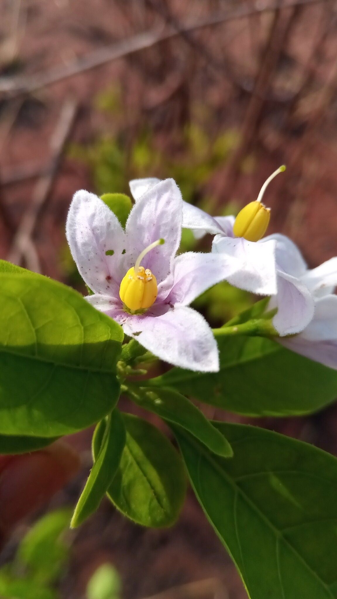 Solanum imamense — houseplant care guide