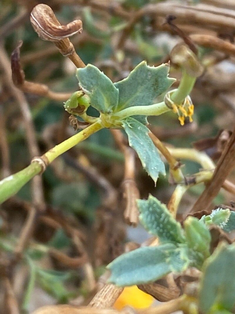 Glaucium leiocarpum — houseplant care guide