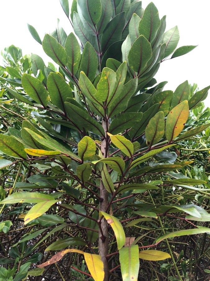 Cunonia rupicola — houseplant care guide