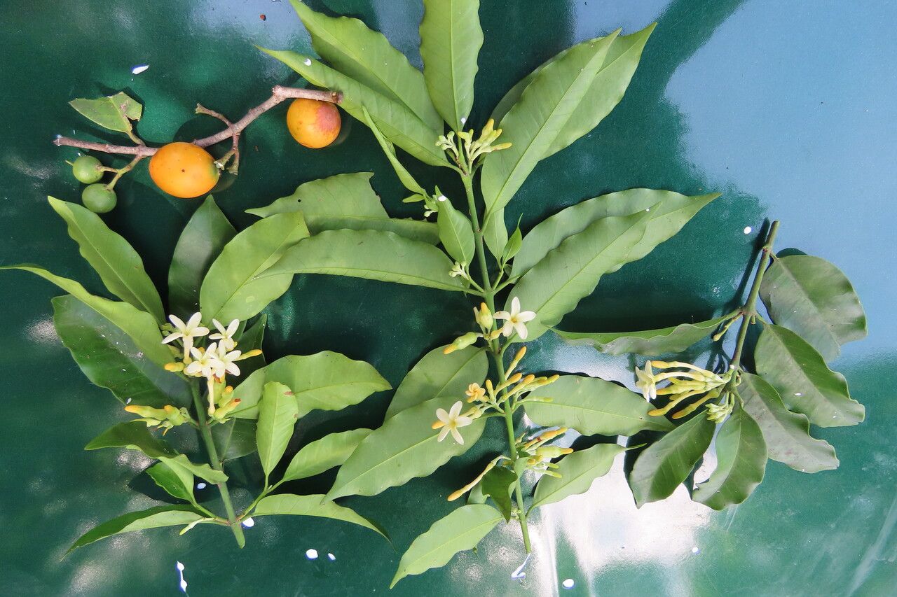 Lacmellea panamensis leaf